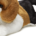 Stuffed Plush Beagle Dog